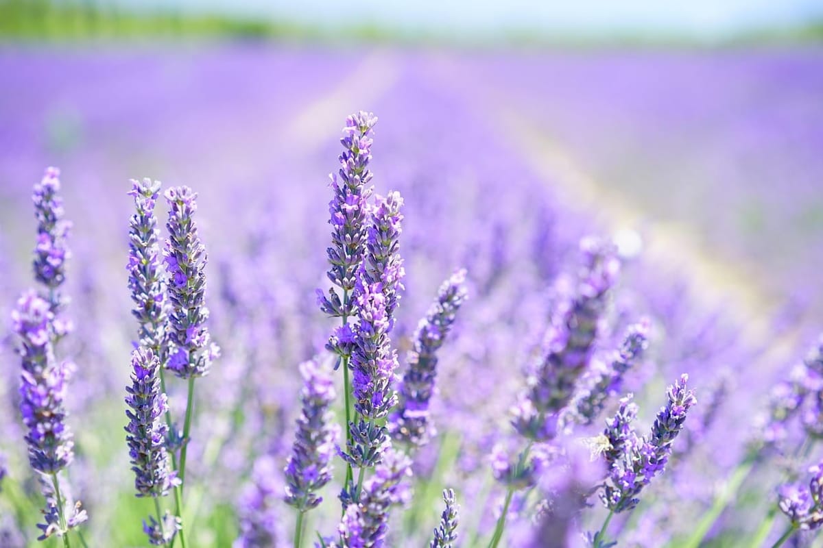 Si duhet tharë livanda që të ruajë aromën e saj me vite?