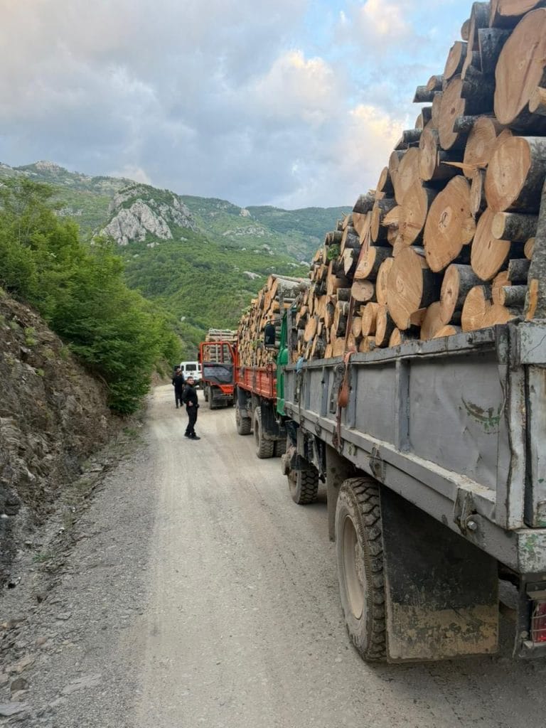 Ku ndërprenë IKMT dhe policia transportin ilegal të drurit?